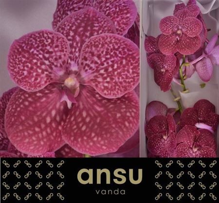 Vanda Ni Crimson Love