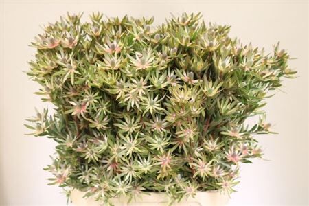 Leucad Ayoba St Pearl