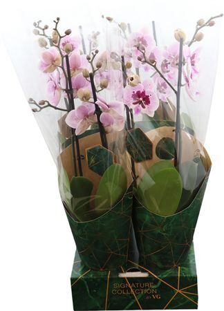 Phal Aladin 2 Tak 16+ Potcover