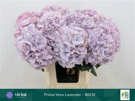 Hydr M My Primavera Lavendel