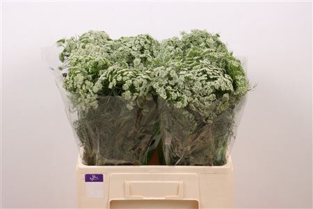 Ammi Vis Casablanca