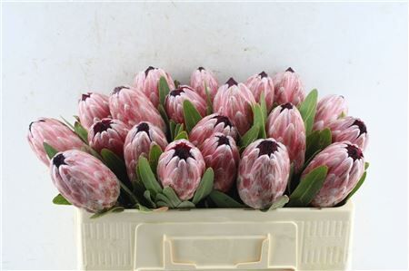 Protea Pink Ice