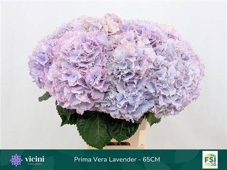 Hydr M My Primavera Lavender
