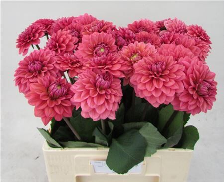 Dahlia Dec Sal Runner