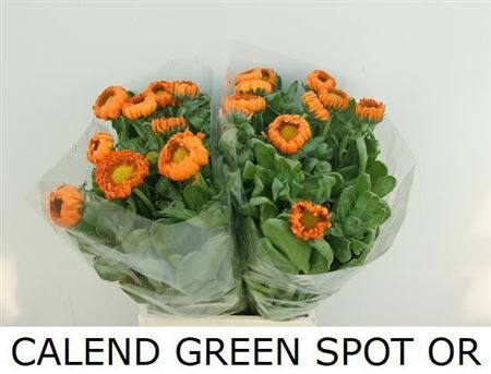 Calendula Green Spot Or