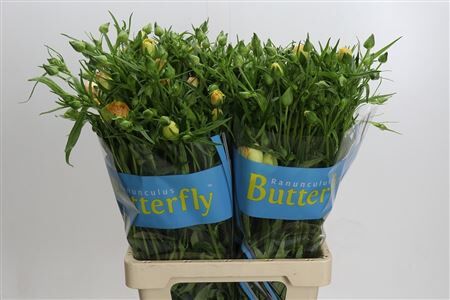 Ranunculus Butterfly Lotis