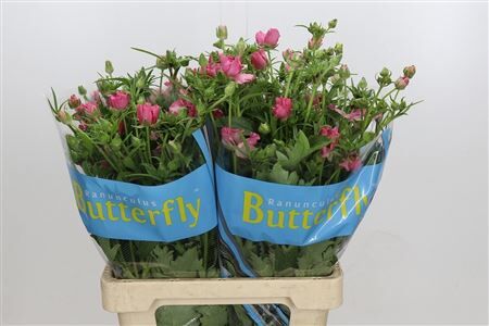 Ranunculus Butterfly Isis