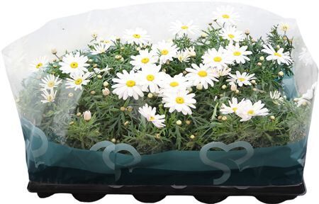 Argyr Frut Giga White