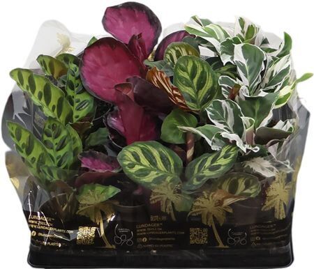 Calathea Luxe Gemengd