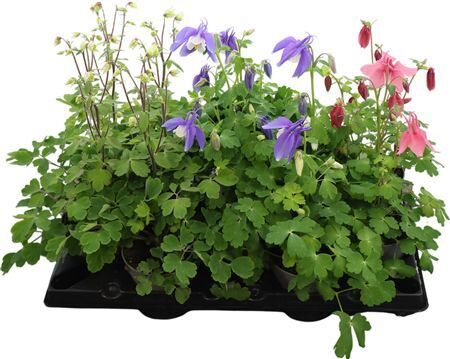 Aquilegia Caerulea Gemengd