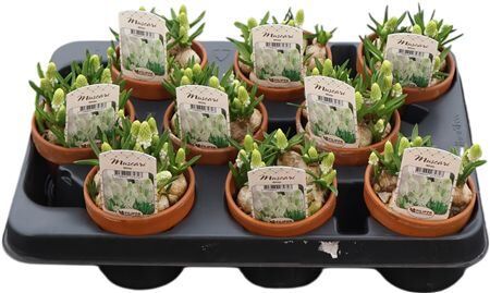 Muscari Armeniacum White In Tc Pot