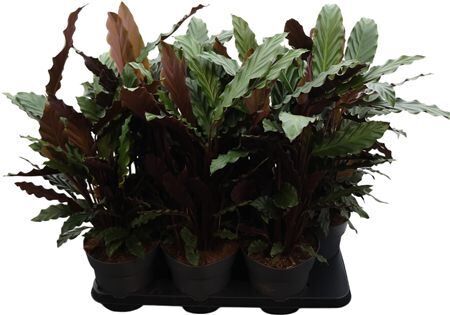 Calathea Rufibarba