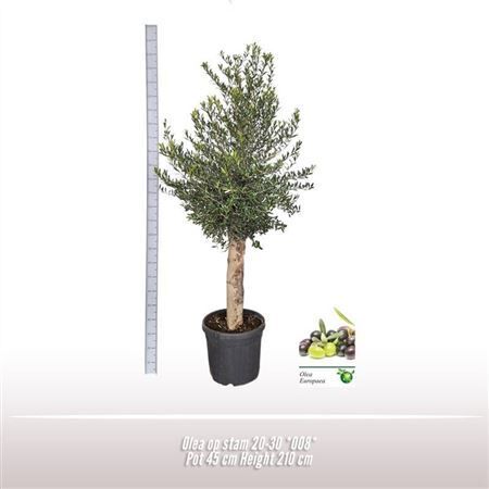 Olea Europaea Stam