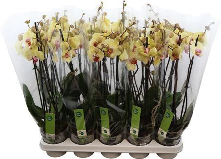 Phal Desert Breeze 4 Tak