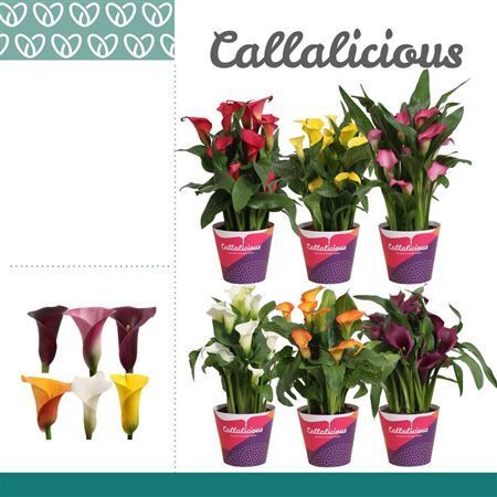 Zant Gemengd 3+ Potcove