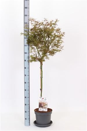 Acer Pa Jer Schwartz Stam