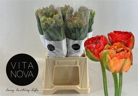 Tu Fr Du Gudoshnik Double