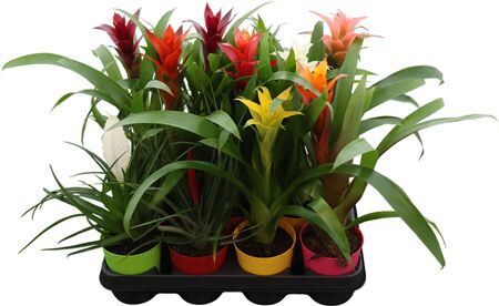 Bromelia Mixed