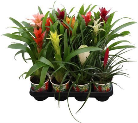 Bromelia Mixed