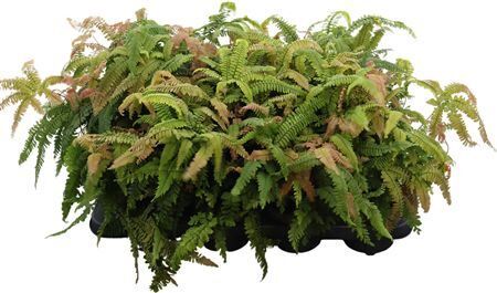 Adinathum Bronze Venus