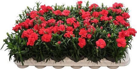 Dianthus Oscar Light Red