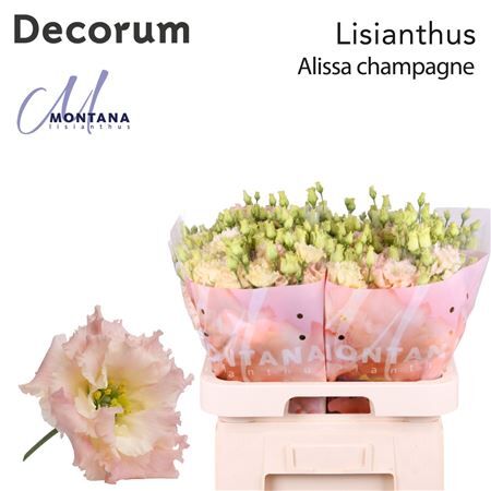 Eus G Alissa Champagne