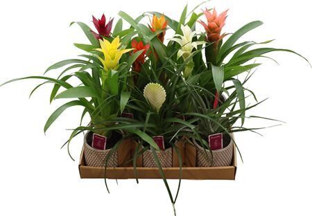 Bromelia Mixed