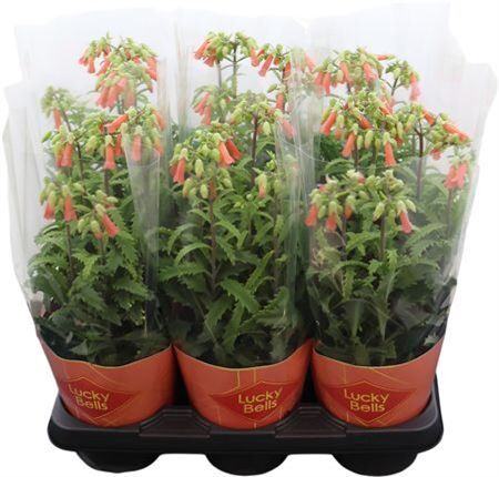 Kalanchoe Lucky Bells Potcover