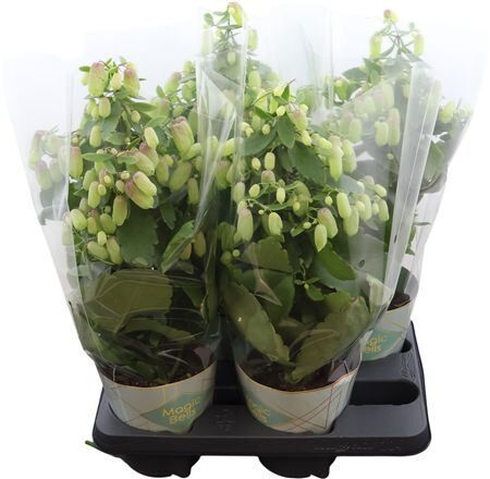 Kalanchoe Magic Bells Potcover