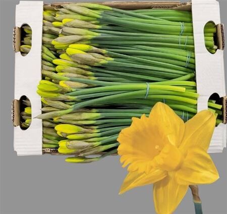 Narc T Dutch Mast Bs