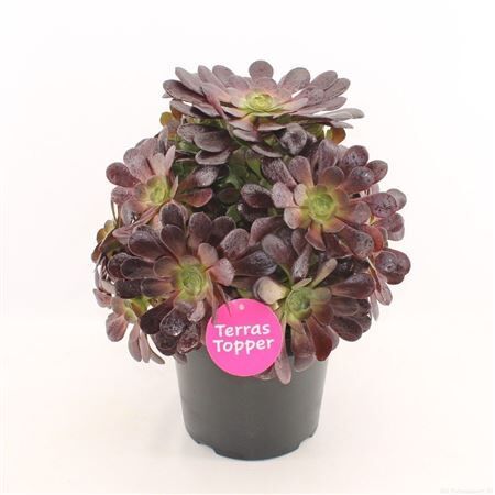 Aeonium Rood