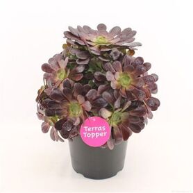 Aeonium Rood