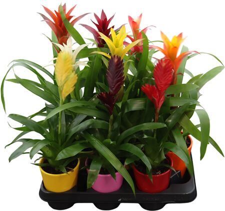 Bromelia Mixed