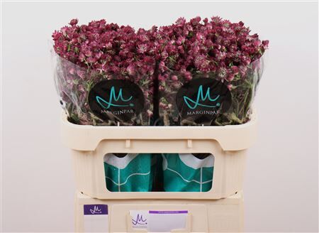 Astrantia Star Of Desire