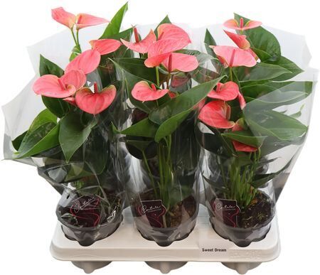 Anthu An Sweet Dream