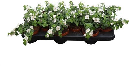 Bacopa Sutera White Showers