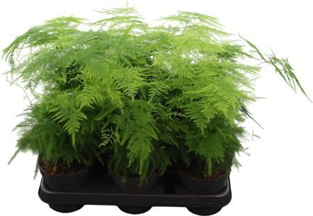 Asparagus Plumosus