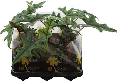 Alocasia Jacklyn