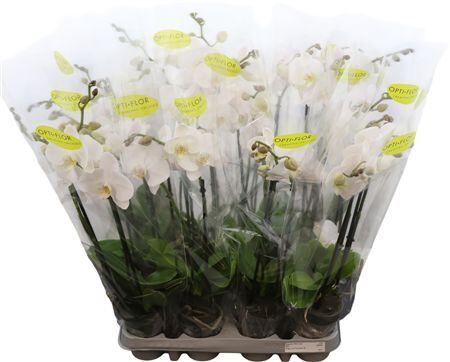 Phal Sweety White 2 Tak