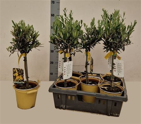Olea Europaea Stam Zink Emmer