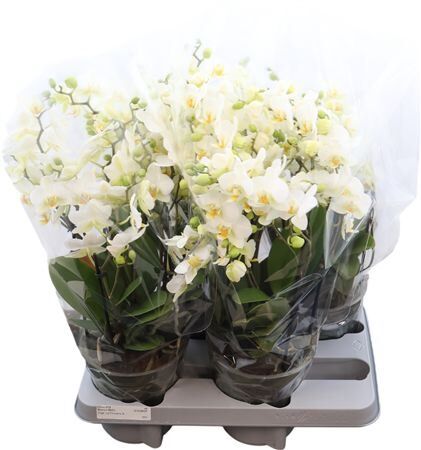 Phal Bellissimo Bella 5-8 Tak