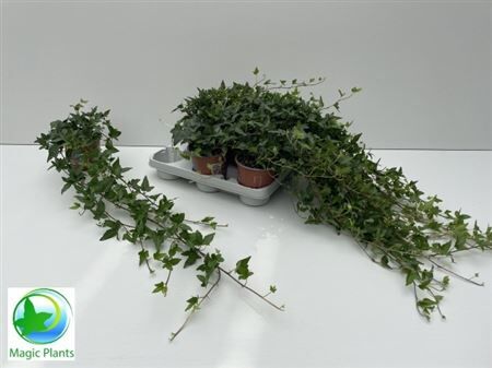 Hed He Shamrock 80cm