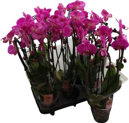 Phal Casc Paars 3 Tak