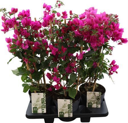 Bougainvillea Sanderiana Rek