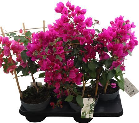 Bougainv Sanderiana Rek