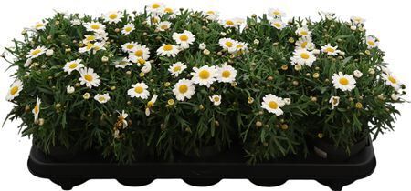 Argyr Frut Mo Duplo White