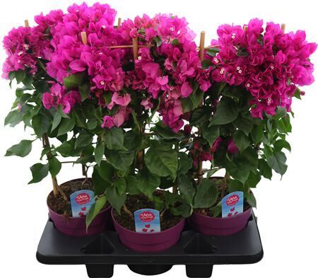 Bougainv Vera D P Im Rek