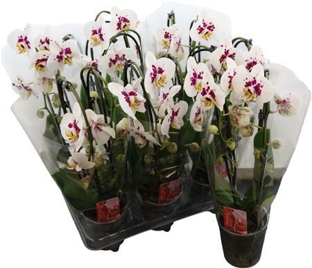 Phal Casc Red Dot 2 Tak