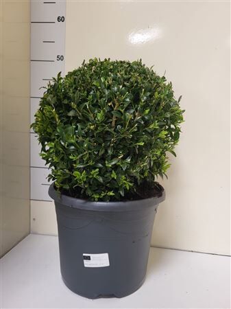 Buxu Semp Bolvorm 35cm