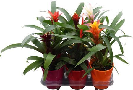 Bromelia Mixed